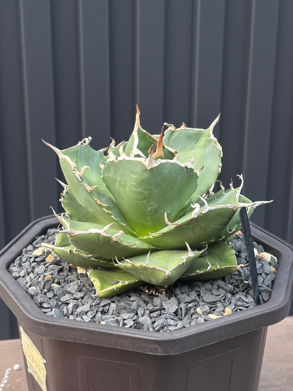 Agave titanota