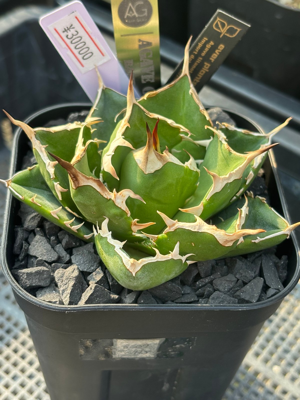 速達【鉢ごと発送】大特価　活着　REZA産　アガベ　Nova ノヴァ 速達【鉢ごと発送】大特価 活着 REZA産 アガベ Nova ノヴァ