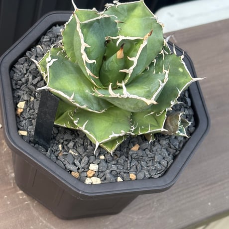 Agave titanota"no name1558