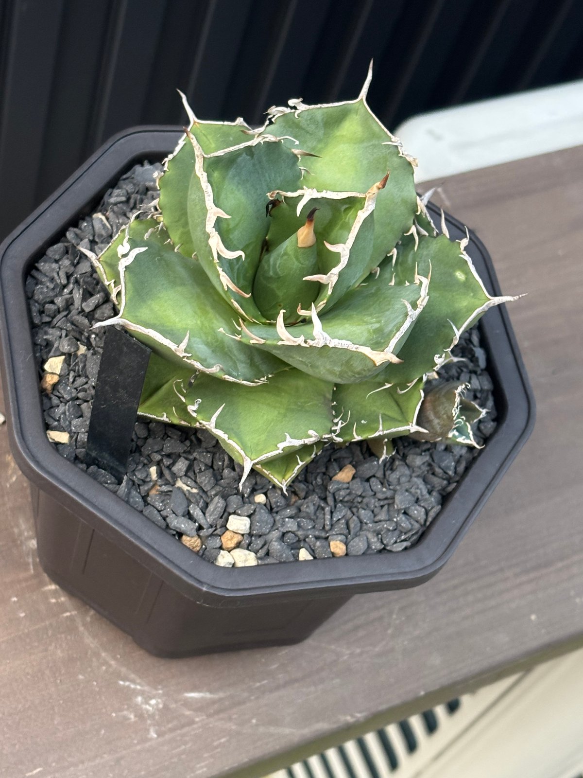 アガベ AGAVE TITANOTA Netherland No Name Agave titanota