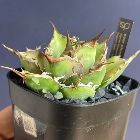 【特別SALE中】GALAXY産　Agave titanota"Griffin（5-91GS6）