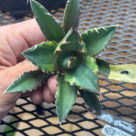 【特別SALE中】Berlin産　Agave titanota"crazy 黄覆輪1