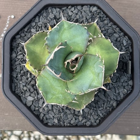 Agave titanota"no name 1561
