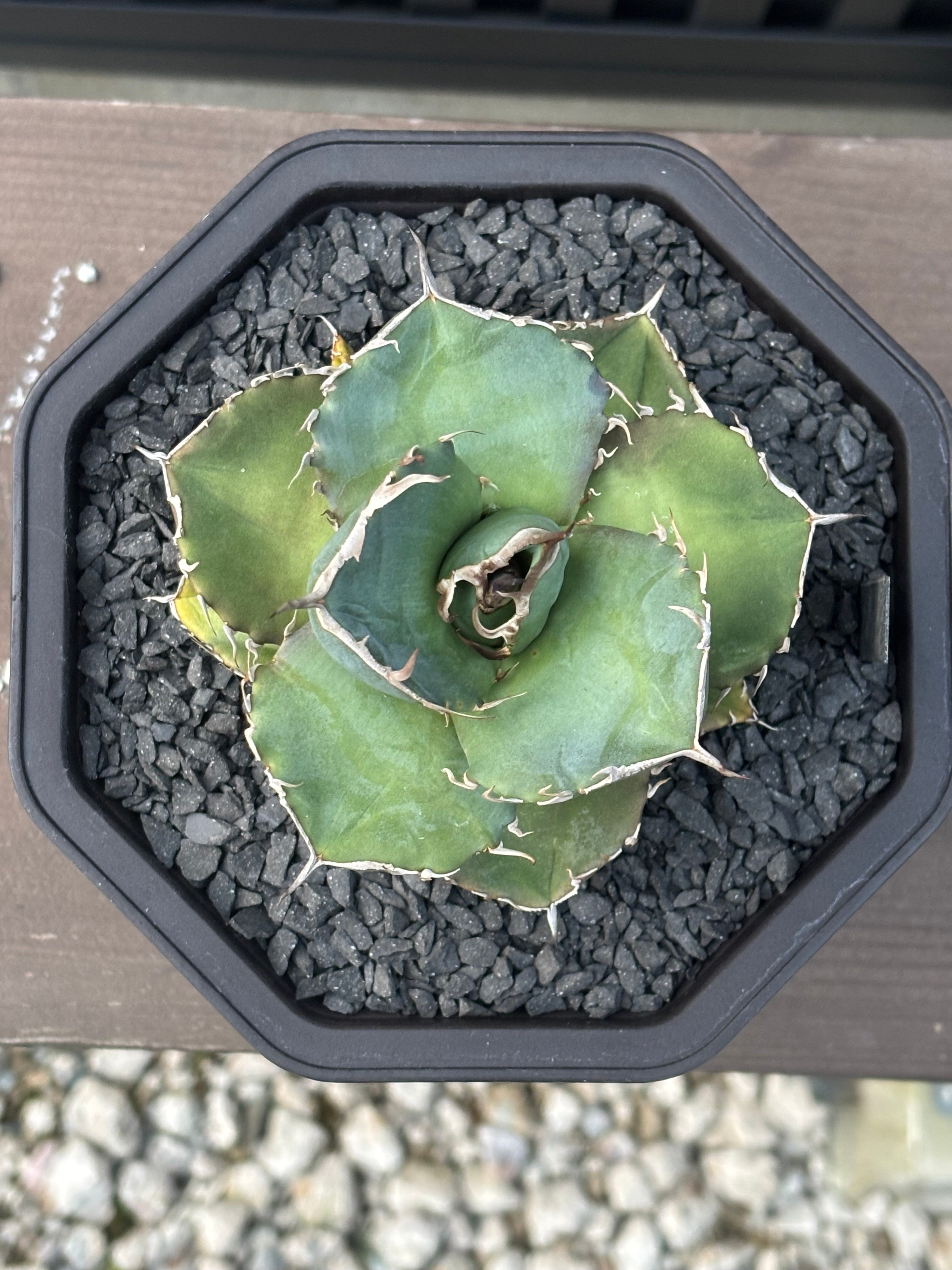 Agave titanota