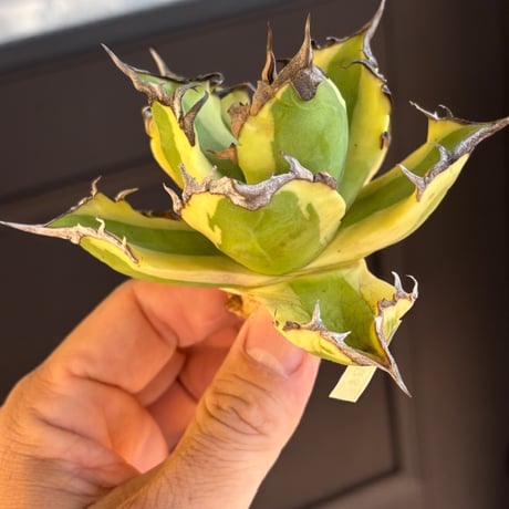 【特別SALE中】BLJ産　Agave titanota"暴牙