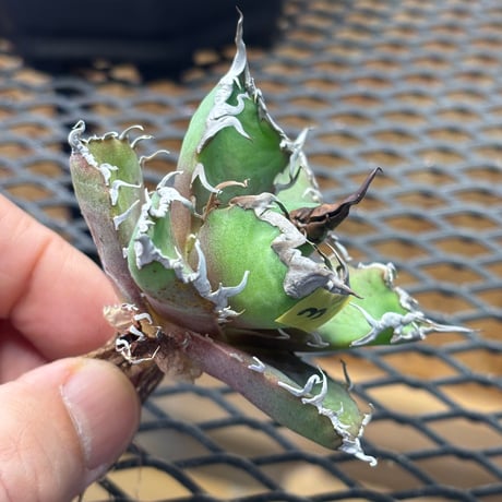【特別SALE中】Berlin産　Agave titanota" caesar3