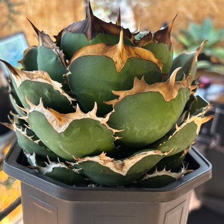 【特別SALE中】GALAXY産　Agave titanota"battle Axe