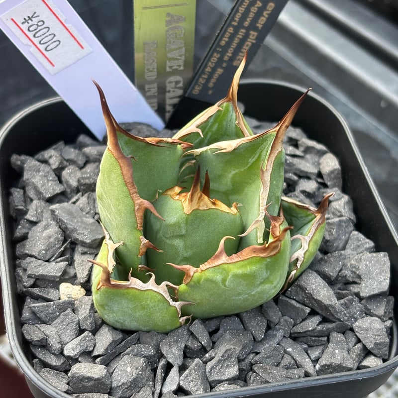 Agave titanota