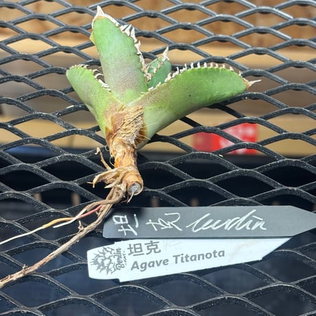 【Berlin産】Agave titanota"担克1