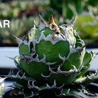 【特別SALE中】Berlin産　Agave titanota" caesar2