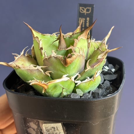 【特別SALE中】GALAXY産　Agave titanota"Griffin（5-91GS6）