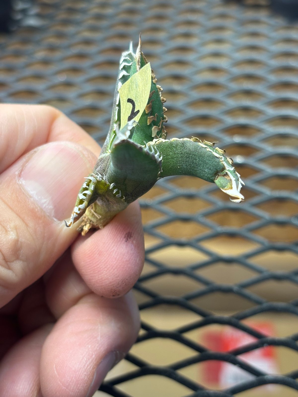 Berlin産】Agave titanota