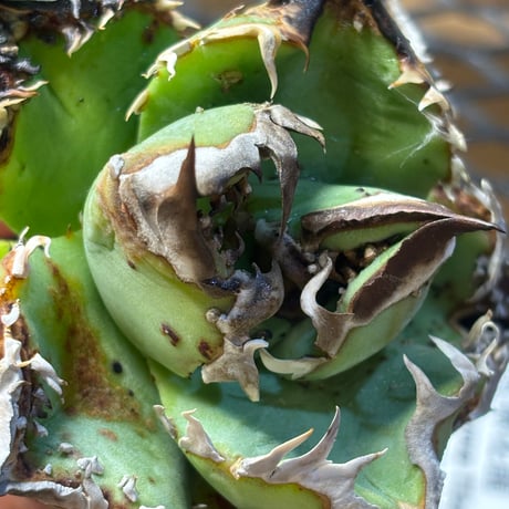 【Berlin産】Agave titanota"麻花龍1