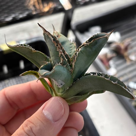 【特別SALE中】GALAXY産　Agave titanota"AG004（7-182-1）