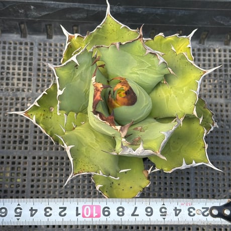 Agave titanota"姫厳竜　9F213