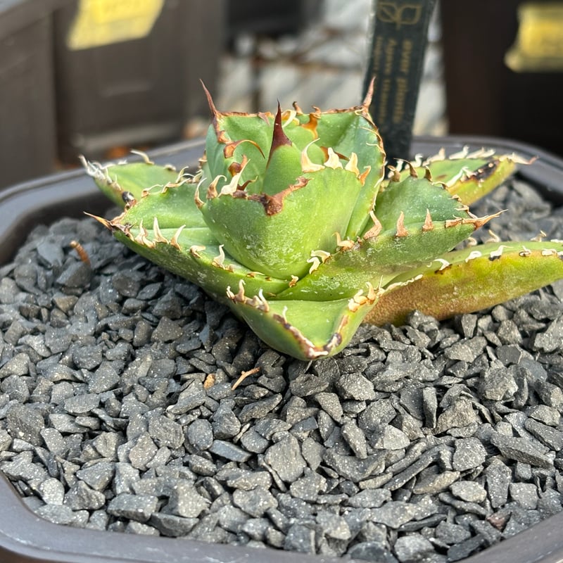 アガベ チタノタ ノーネーム 　達磨葉タイプ　中株　発根済み アガベ チタノタ ノーネーム 達磨葉タイプ 中株 発根済み 【公式通販】