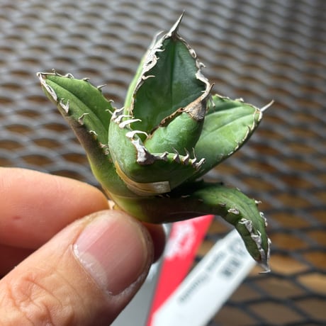 【特別SALE中】Berlin産　Agave titanota"麒麟2