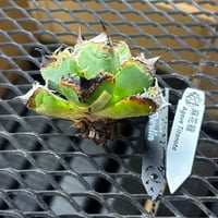 【Berlin産】Agave titanota"麻花龍1