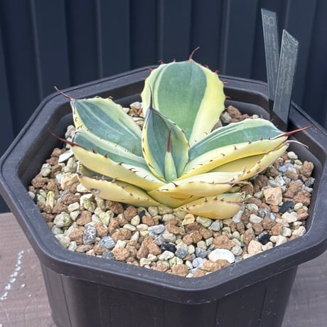 Agave Parryi Truncata “Orizaba”
