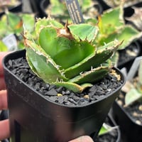 【特別SALE中】龍球會産　Agave titanota"蚩尤