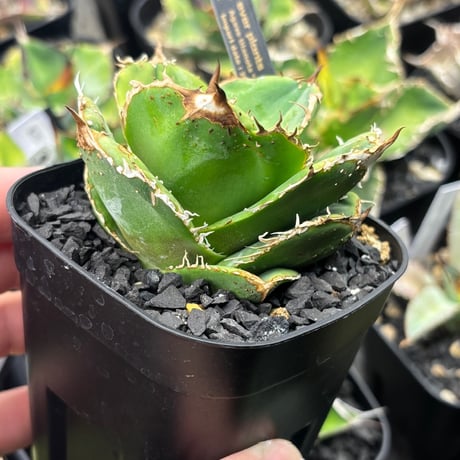 CATEGORY ギャラリー | ever_plants