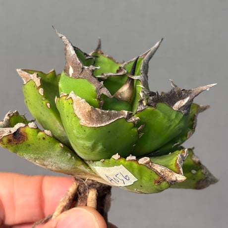 Agave titanota"白火焔（A056）