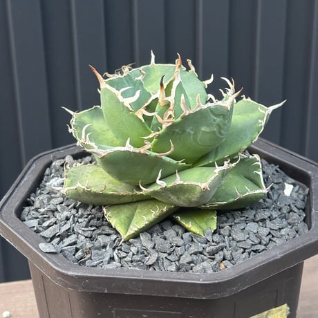 Agave titanota"no name1559