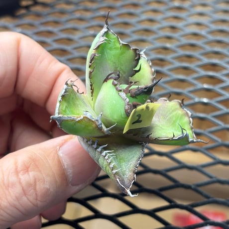 Berlin産　Agave titanota"胖鯨2