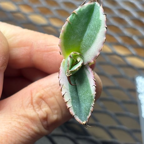 【特別SALE中】Berlin産　Agave titanota"藍球白覆輪1