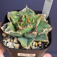 初売りSALE】Berlin産 Agave titanota