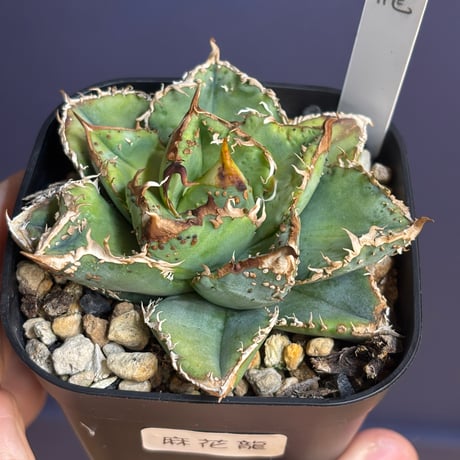 アガベ麻花龍 | STORES