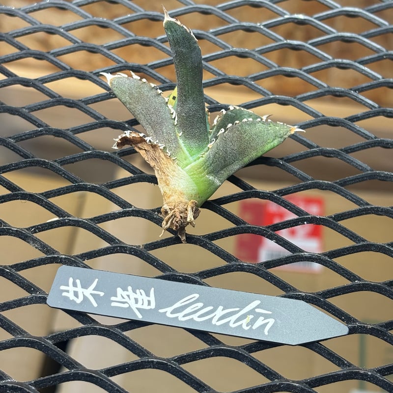Berlin産】Agave titanota