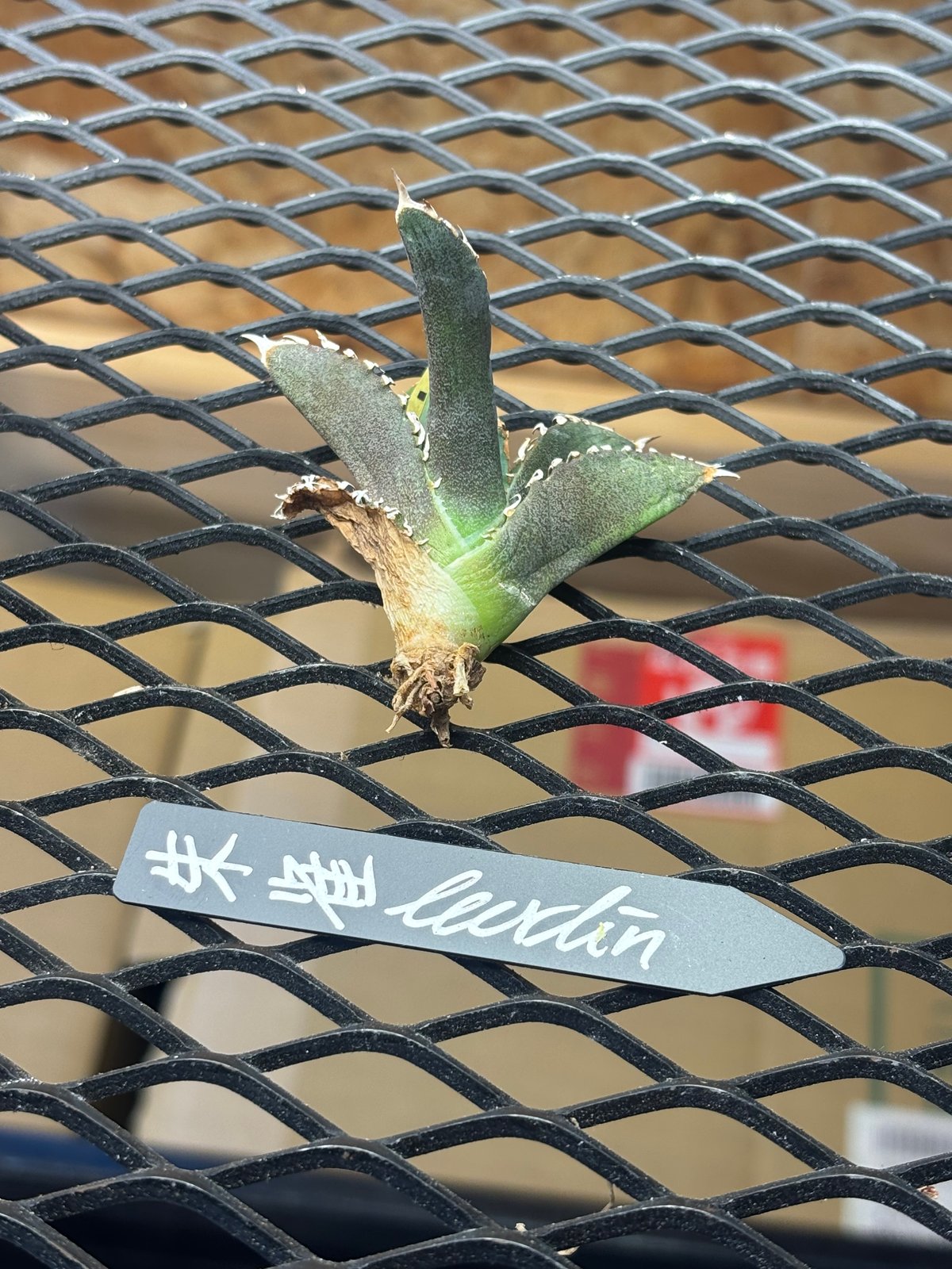 Berlin産】Agave titanota