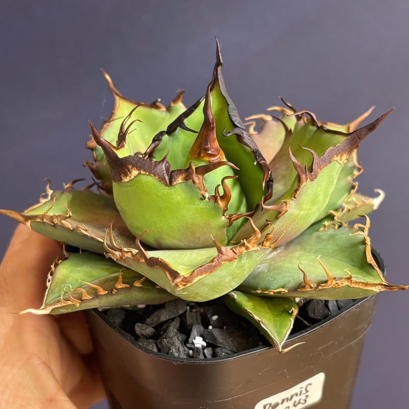 Agave Titanota Dennis麻花 Agave Titanota Dennis麻花 ever plants