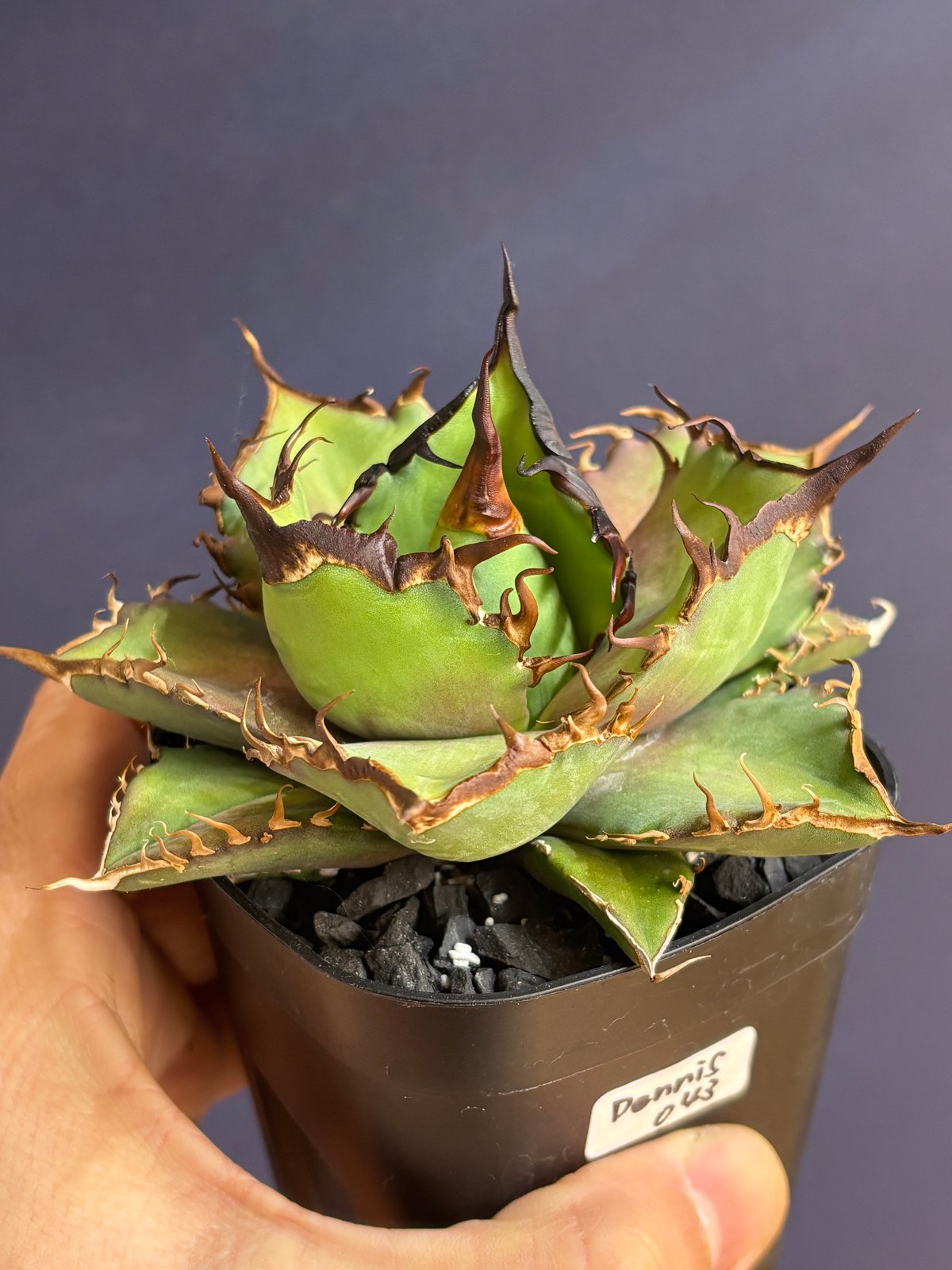特別SALE中】 Agave cho産 Agave titanota