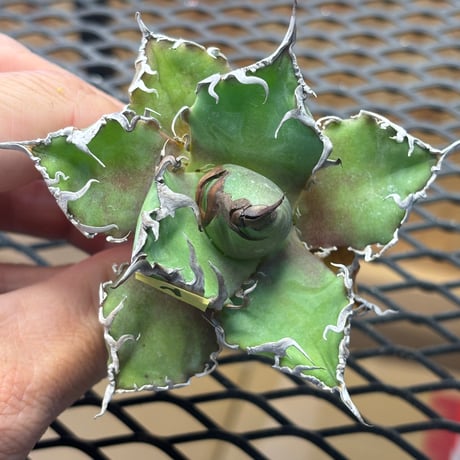 【特別SALE中】Berlin産　Agave titanota" caesar2