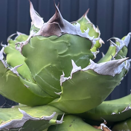 Agave titanota"大白火焔