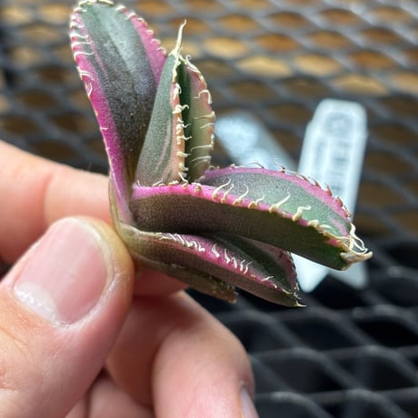 【Berlin産】Agave titanota"紅獅白覆輪2