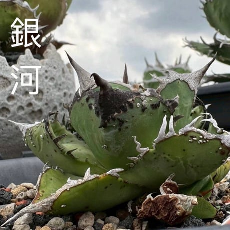 ever_plants