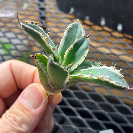 【Berlin産】Agave titanota"caesar白覆輪1