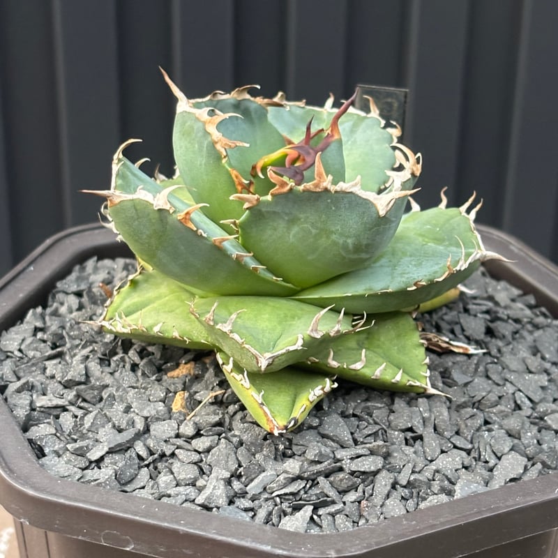 Agave titanota