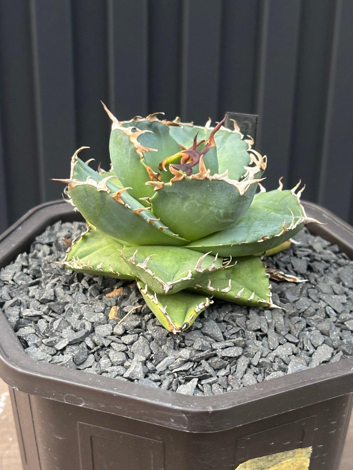 アガベ AGAVE TITANOTA Netherland No Name Agave titanota