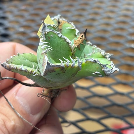 【Berlin産】Agave titanota"麻花龍2