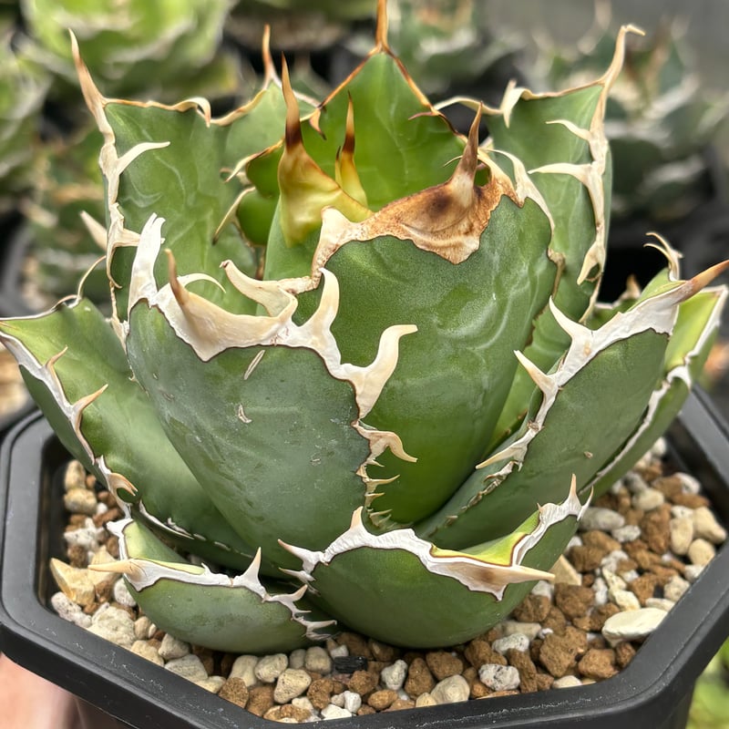 konect DragonTail 鉢 【公式通販】