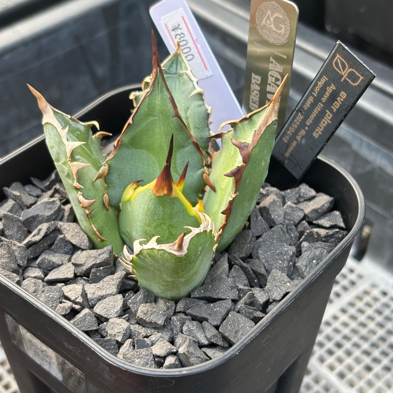 Agave titanota