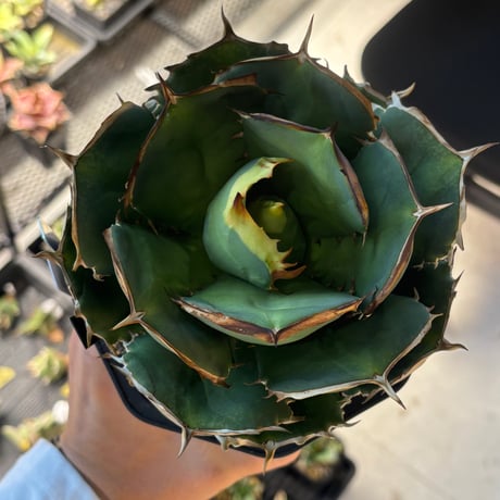 【特別SALE中】GALAXY産　Agave titanota"battle Axe