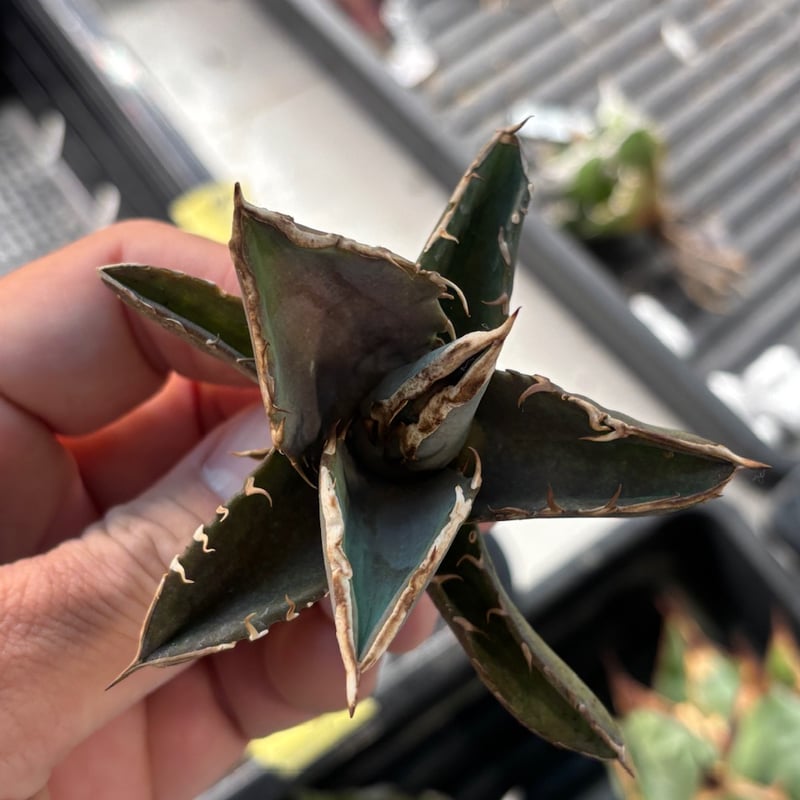 特別SALE中】GALAXY産 Agave titanota