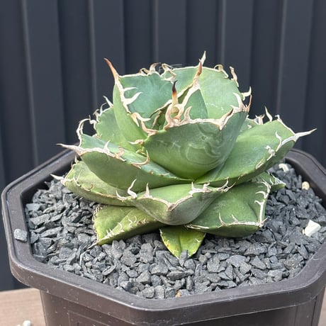 Agave titanota"no name1559