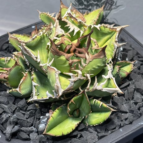 【特別SALE中】Agave titanota"毒蛇