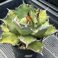 Agave titanota"姫厳竜　9F213